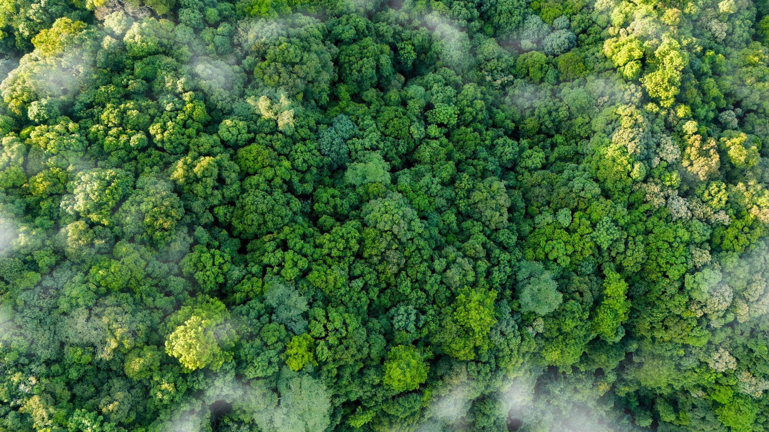 Wald grün